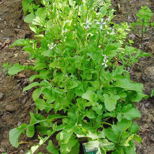 Arugula Greens Seeds (Organic), Garden from Grow Organic