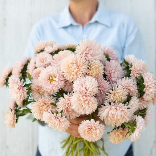 Apricot Aster by MIgardener