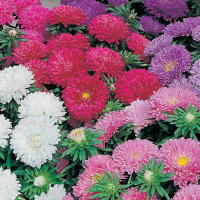 ASTER Seeds, Powder Puff Mix