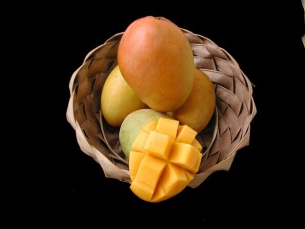 Glenn Mango Tree, Grafted, Fruit Trees from Everglades Farm