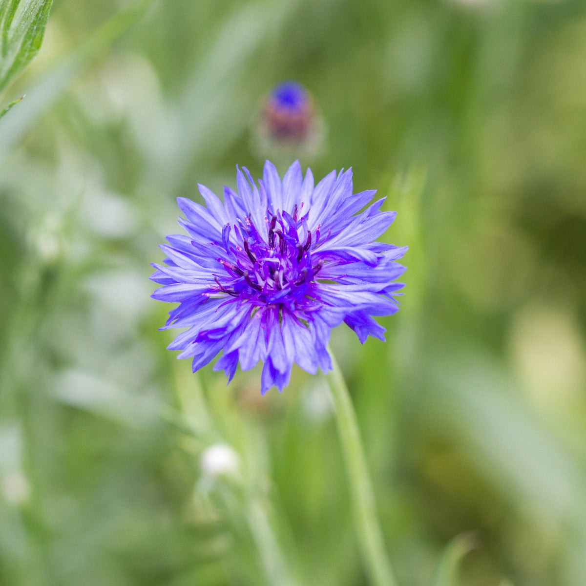 Bachelor's Buttons Blue by MIgardener
