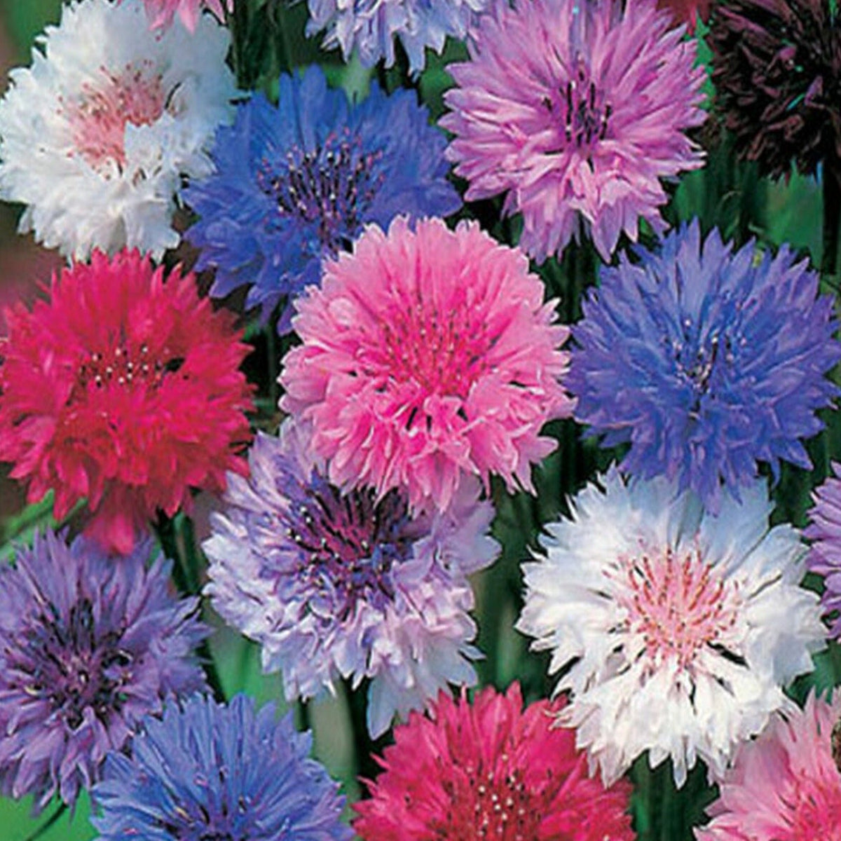 Bachelor Button Polka Dot Mix Flower Seeds by Papaws Garden Supply