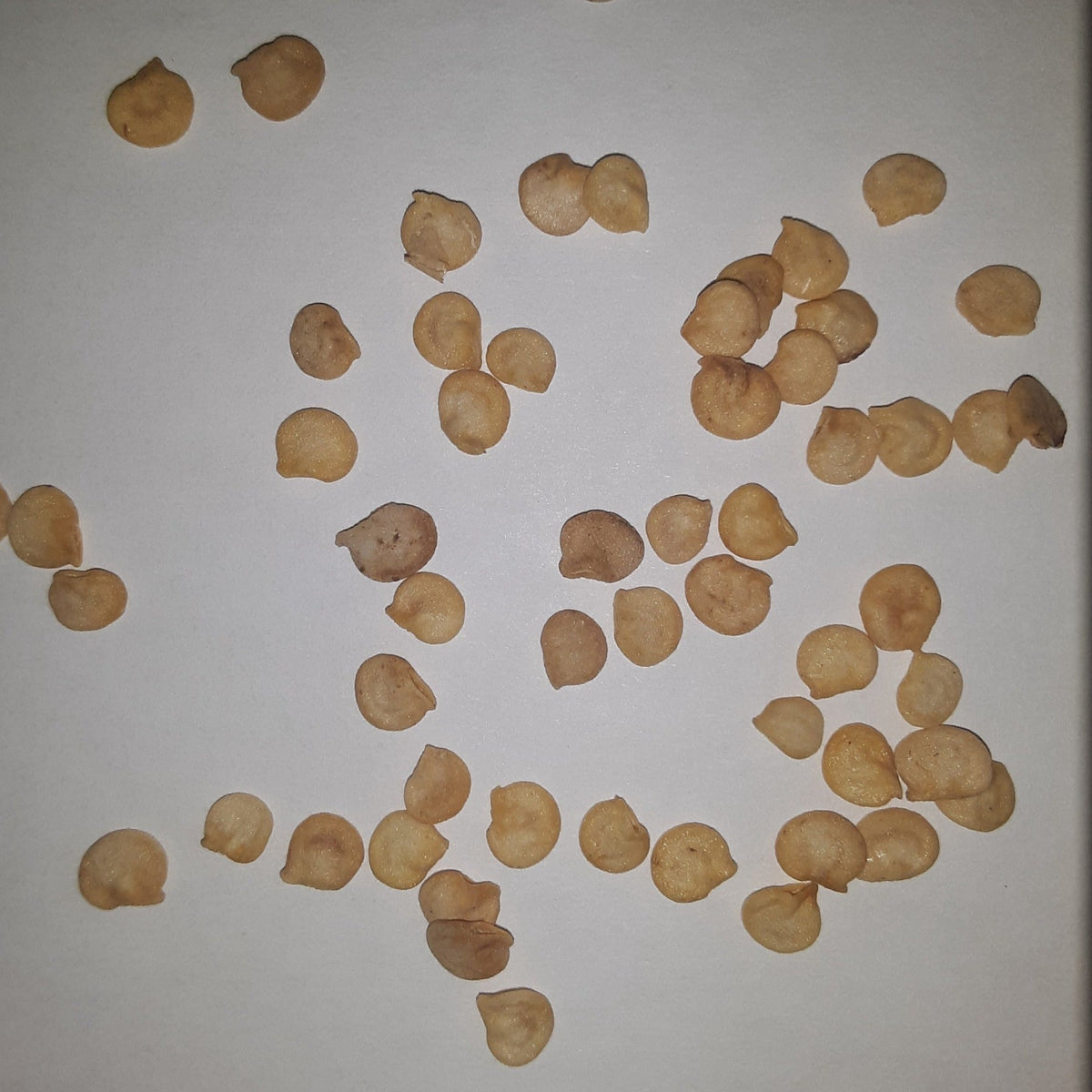 Sweet Banana Heirloom Pepper Seeds, image 2 of 5