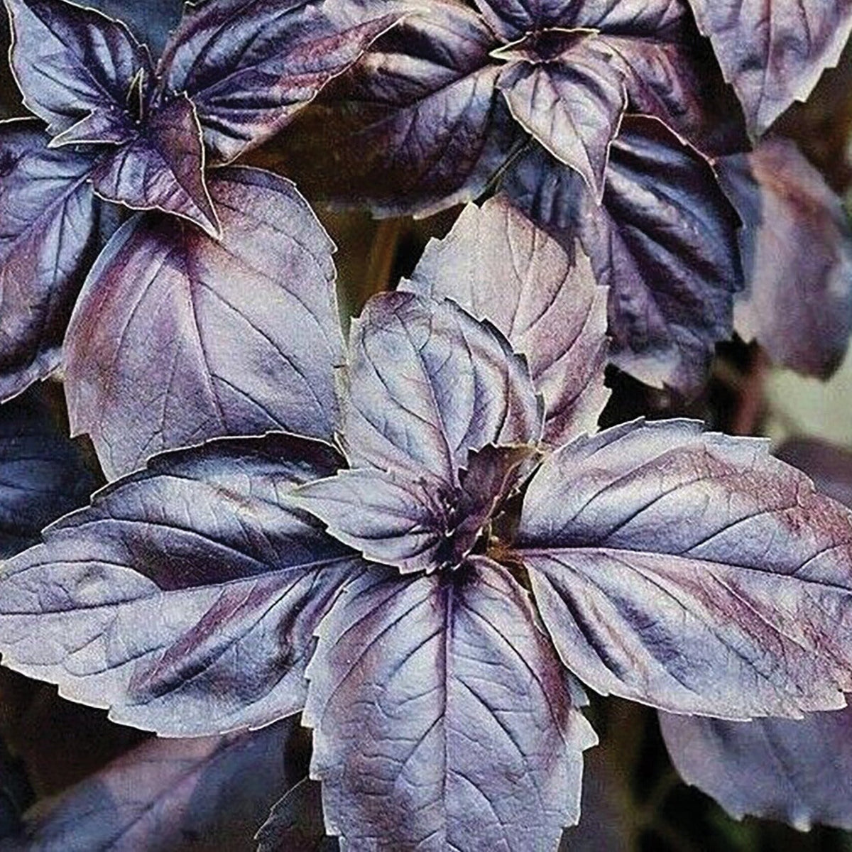 Red Rubin Basil by MIgardener