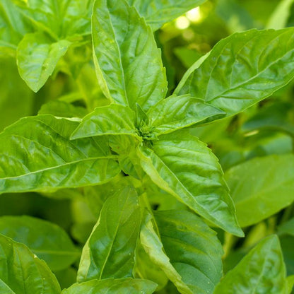 Sweet Basil Seeds (Organic), Garden from Grow Organic