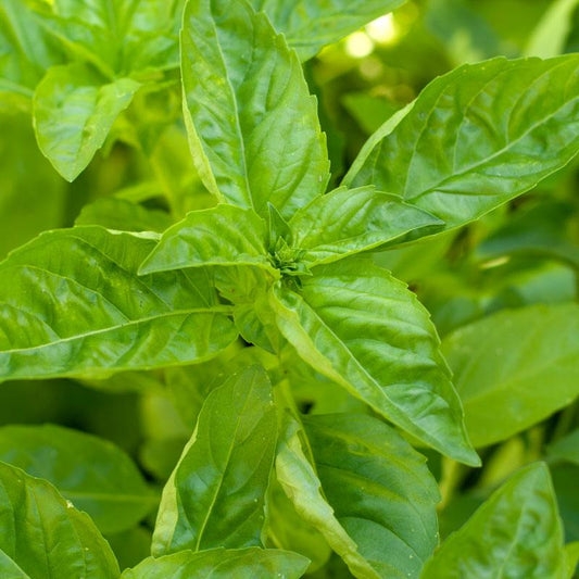 Sweet Basil Seeds (Organic), Garden from Grow Organic