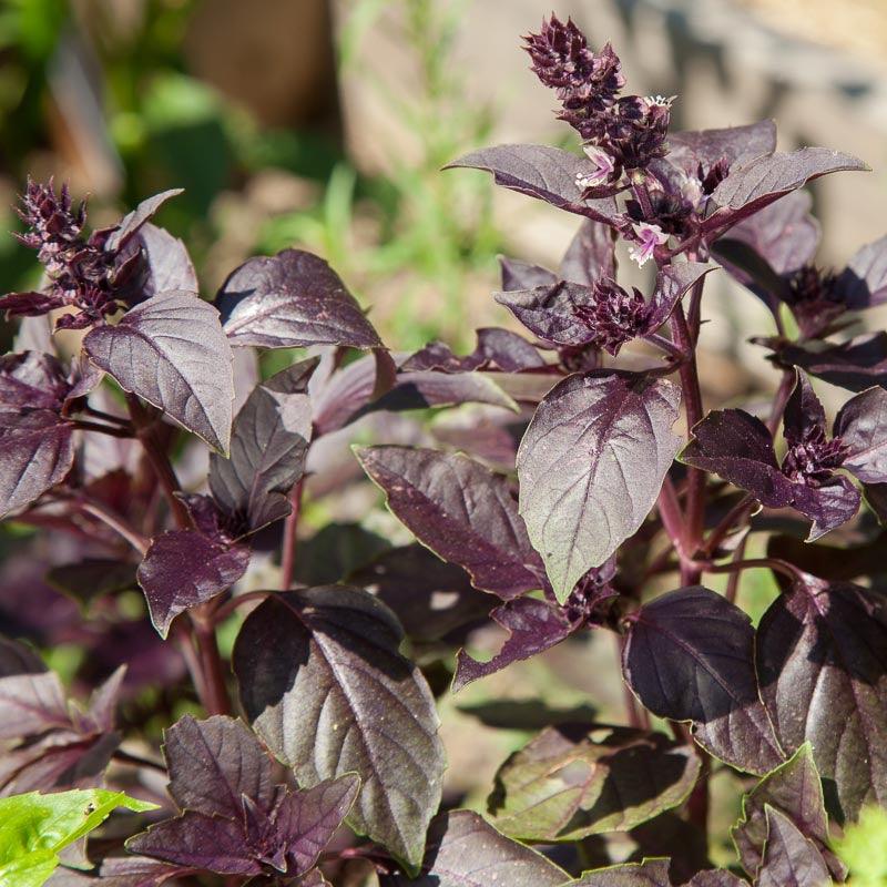 Dark Purple Opal Basil Seeds (Organic), Garden from Grow Organic