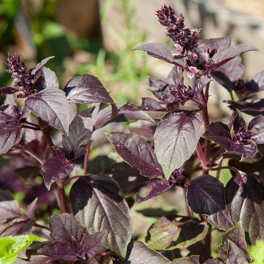 Dark Purple Opal Basil Seeds (Organic), Garden from Grow Organic