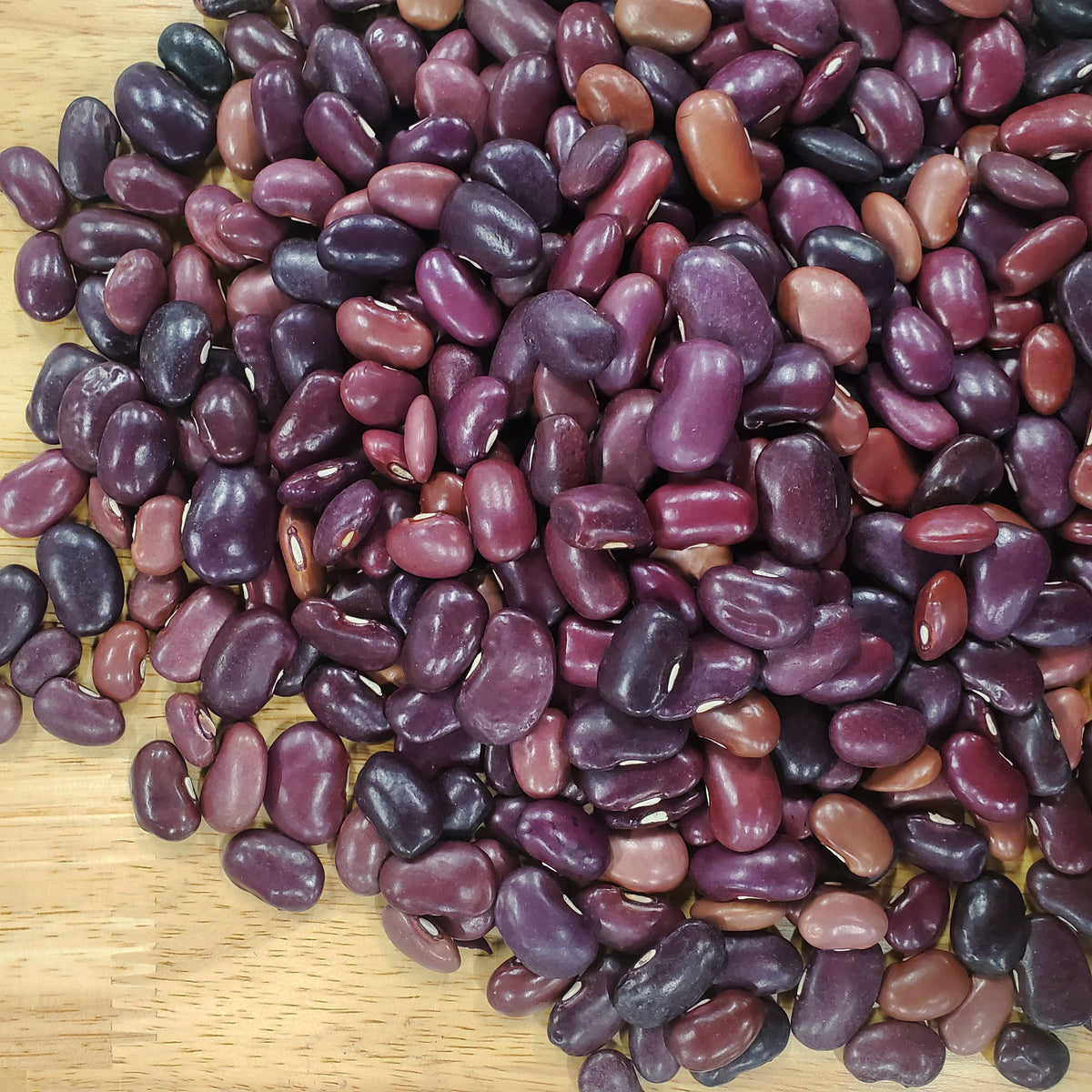 Ayocote Morado Bean by MIgardener