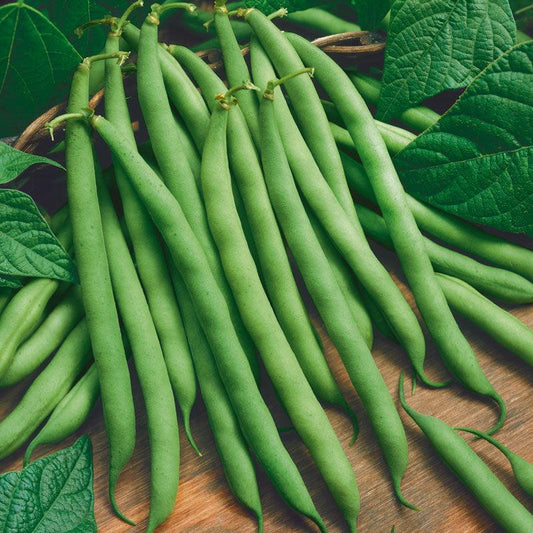 Provider Bush Bean Seeds (Organic), Garden from Grow Organic
