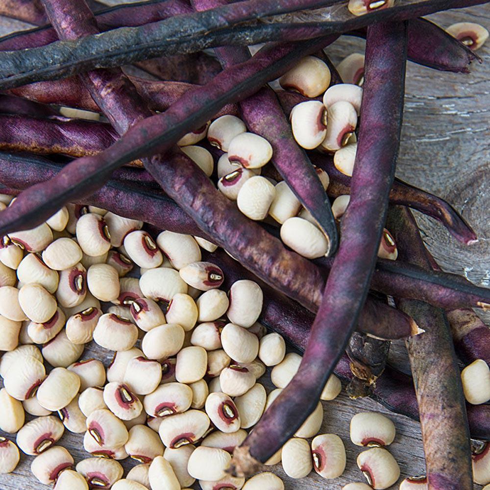 Purple Hull Bean (Bush) by MIgardener