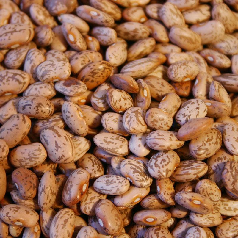 Pinto Bean Seeds (Organic), Garden from Grow Organic