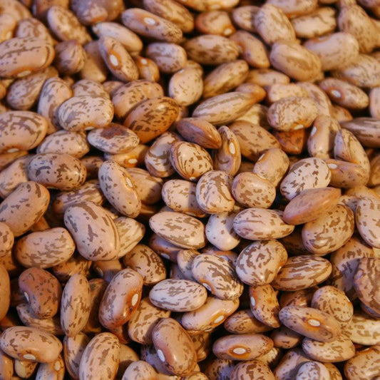 Pinto Bean Seeds (Organic), Garden from Grow Organic