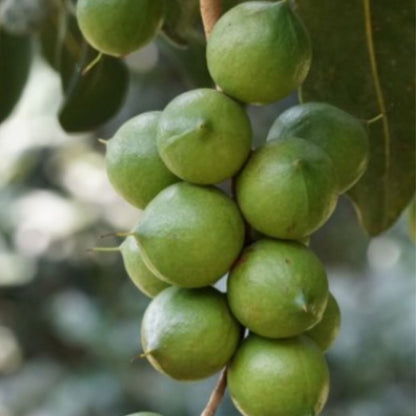 Beaumont Macadamia Nut Tree Seedling - High Yield Macadamia Integrifolia Hybrid for Gardens
