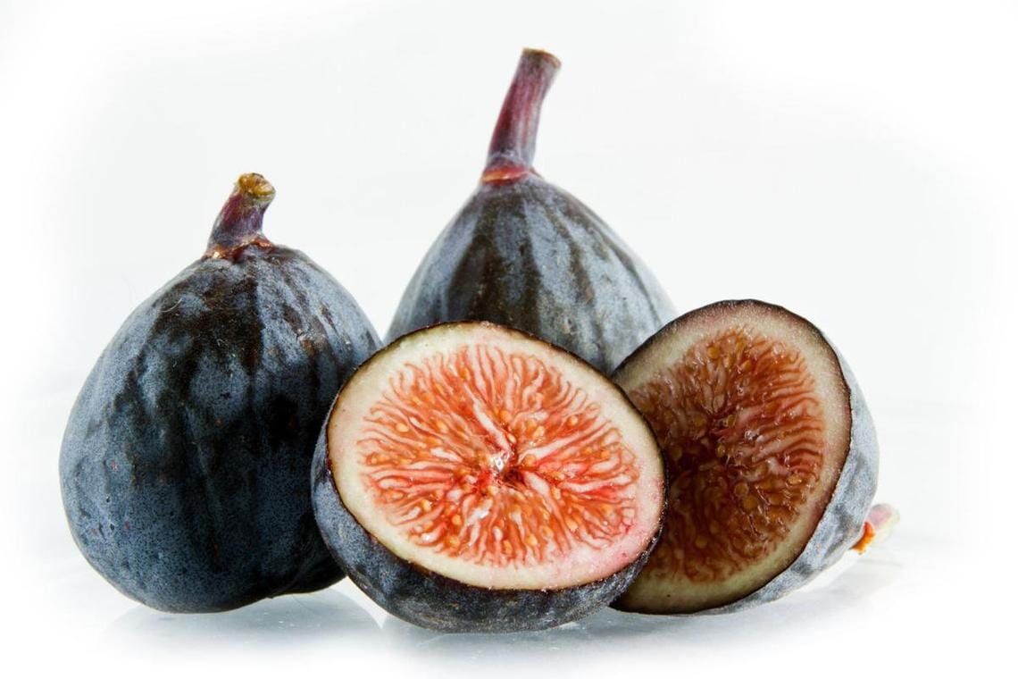 Dwarf Fig Tree "Beer's Black" from Everglades Farm