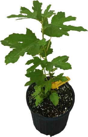 Dwarf Fig Tree "Beer's Black" from Everglades Farm