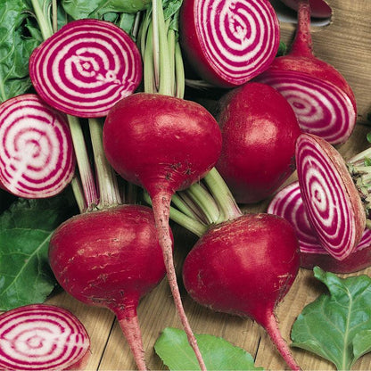 Chioggia Beet Seeds (Organic), Garden from Grow Organic