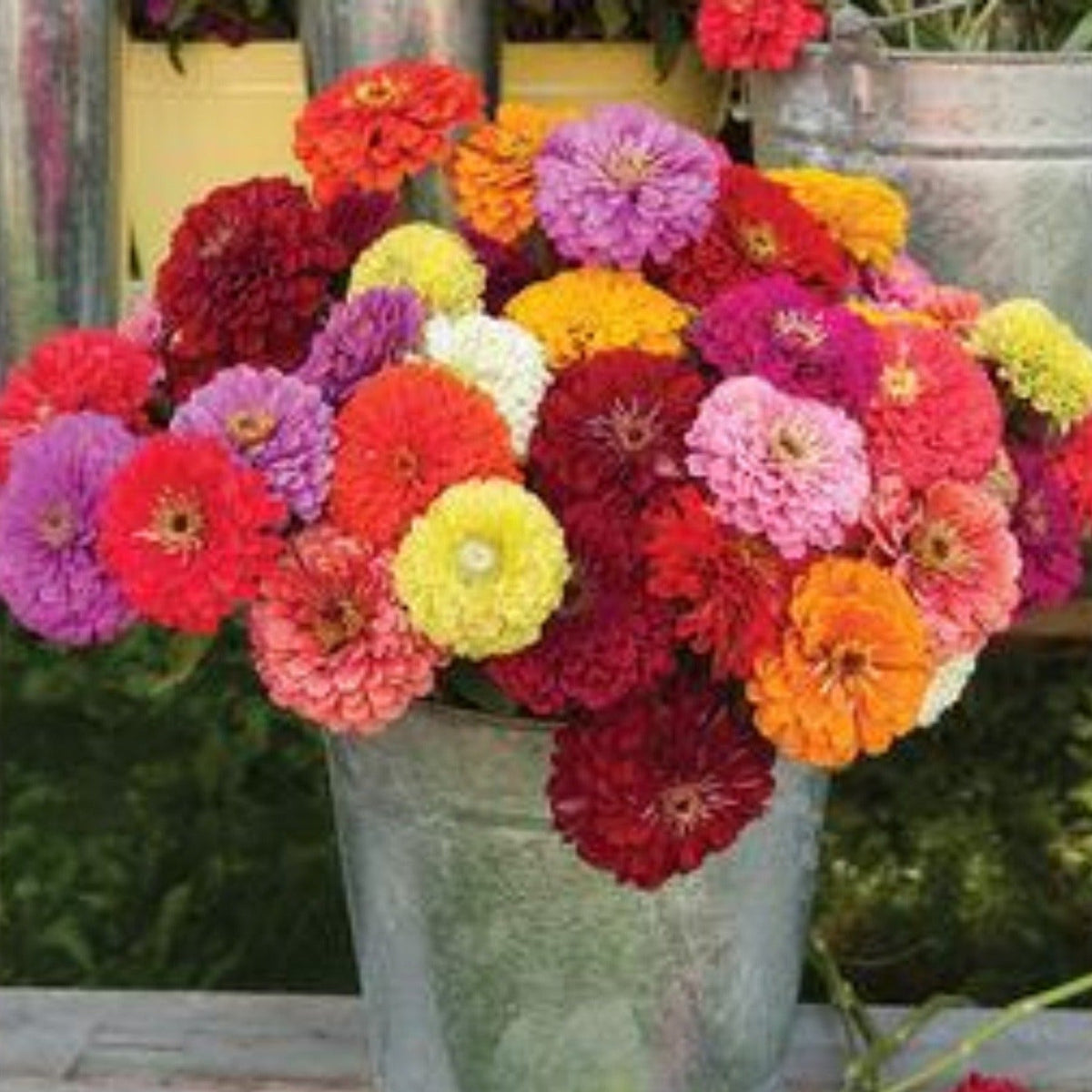 Bernary's Giant Mix Zinnia Seeds by Papaws Garden Supply