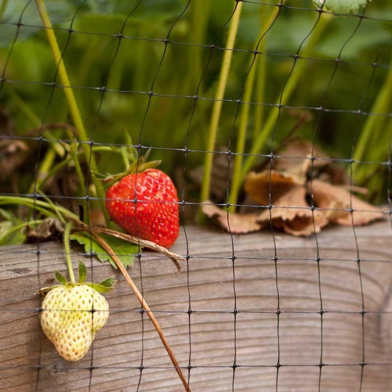 Bird & Pond Netting (14' X 14'), Garden from Grow Organic