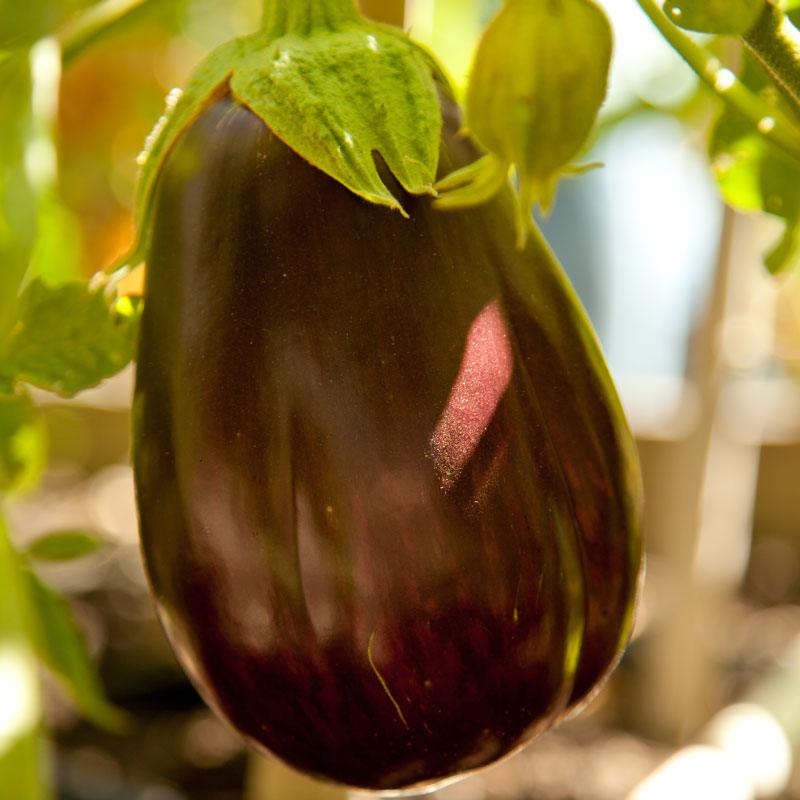 Black Beauty Eggplant Seeds (Organic), Garden from Grow Organic