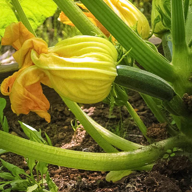 Black Beauty Summer Squash Seeds (Organic), Garden from Grow Organic