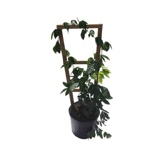 Black Pepper Plant Premium, Fruit Trees from Everglades Farm
