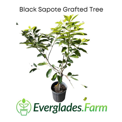 Black Sapote Bernicker Tree Grafted from Everglades Farm