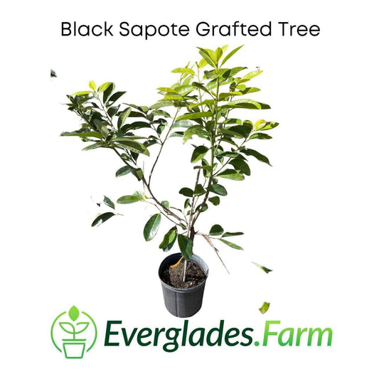 Black Sapote Bernicker Tree Grafted from Everglades Farm