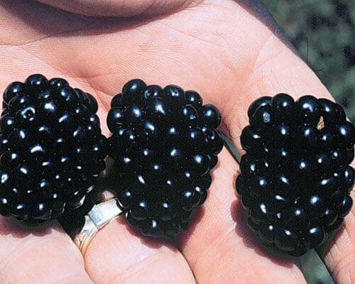 Apache Blackberry, Summer Bearing, Thornless, Plant from Everglades Farm