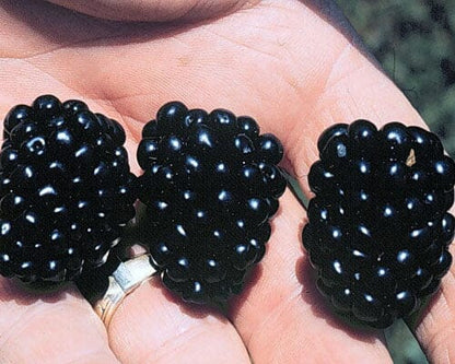 Apache Blackberry, Summer Bearing, Thornless, Plant from Everglades Farm