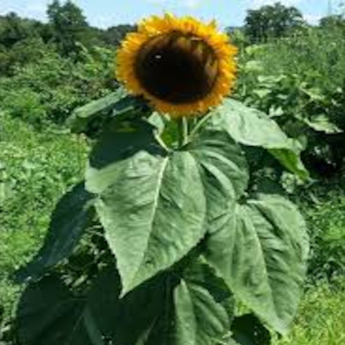 Black Russian Sunflower Seeds by Papaws Garden Supply