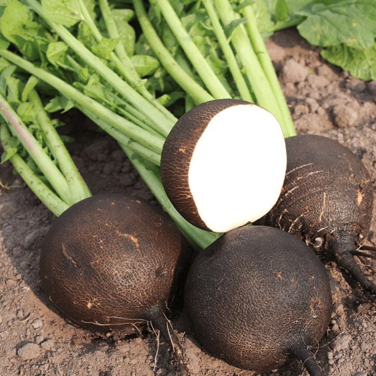 Black Spanish Round (Winter) Radish Seeds by Papaws Garden Supply