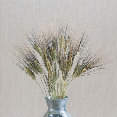 Black Tip Wheat by MIgardener