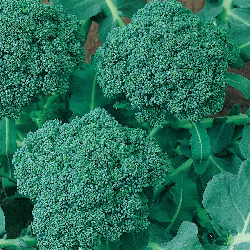 Calabrese Broccoli Seeds (Organic), Garden from Grow Organic