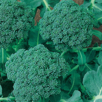 Calabrese Broccoli Seeds (Organic), Garden from Grow Organic