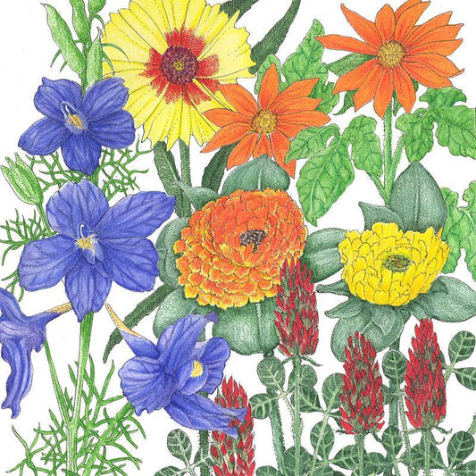 Butterfly Garden Flower Mix (lb), Garden from Grow Organic