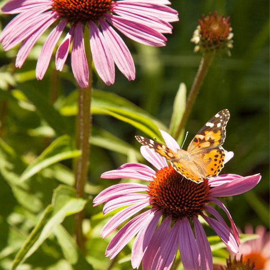 Butterfly Garden Wildflower Mix (1/4 lb), Garden from Grow Organic