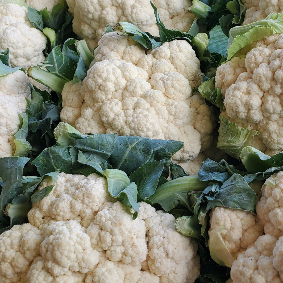Snowball Cauliflower by MIgardener