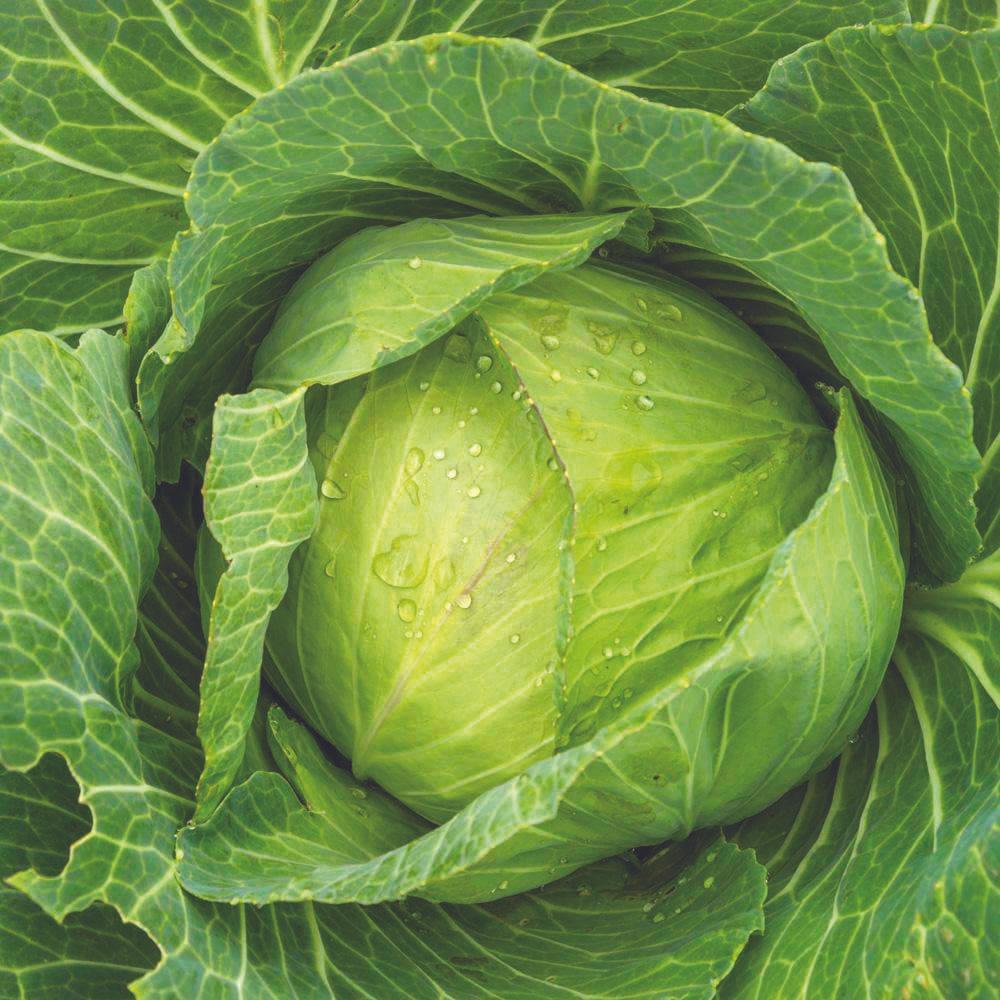 Golden Acre Cabbage by MIgardener