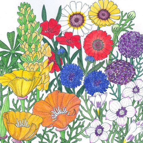 California Brilliant Wildflower Mix (lb), Garden from Grow Organic