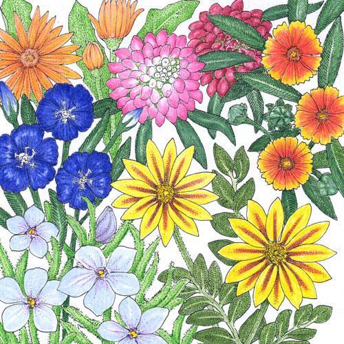 California Low-Growing Wildflower Mix (1/4 lb), Garden from Grow Organic
