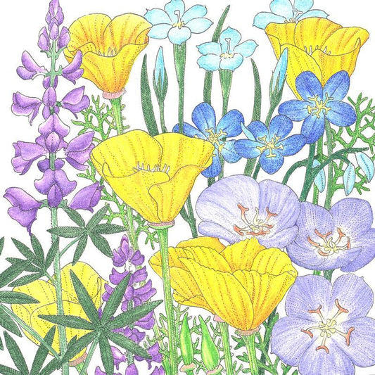 California Native Blue & Gold Wildflower Mix (1/4 lb), Garden from Grow Organic