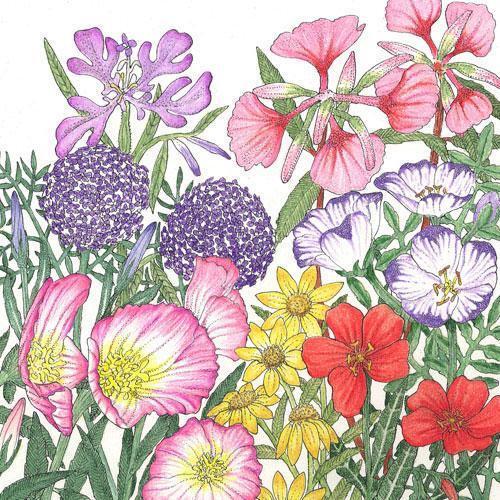 California Native Wildflower Mix (1/4 lb), Garden from Grow Organic