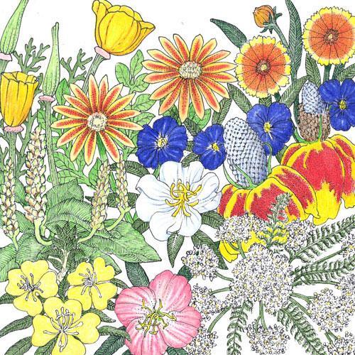 California Perennial Wildflower Mix (1/4 lb), Garden from Grow Organic
