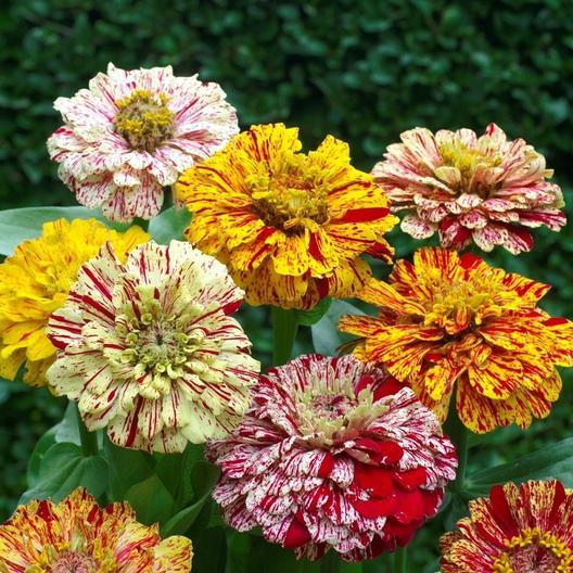 Candy Stripe Zinnia by MIgardener