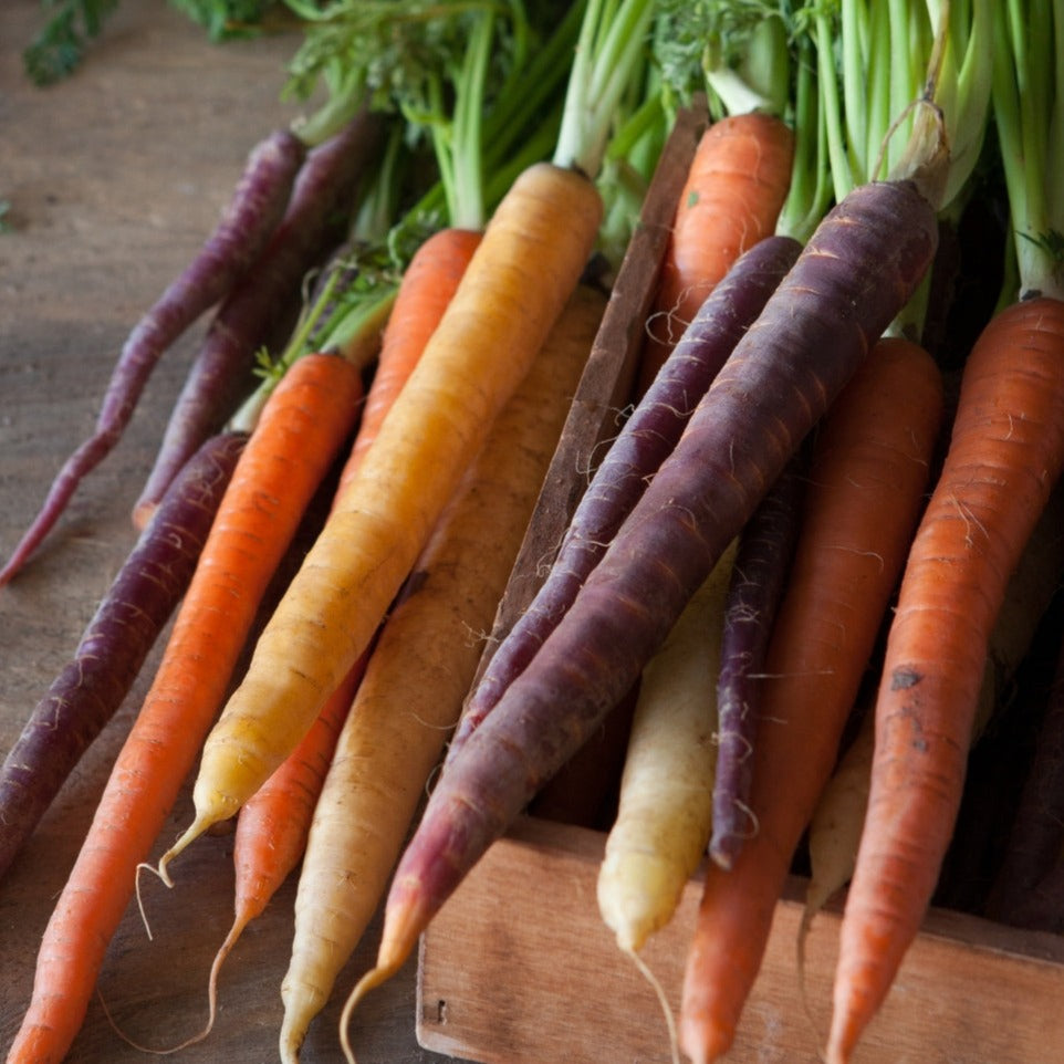 Rainbow Mix Carrot by MIgardener