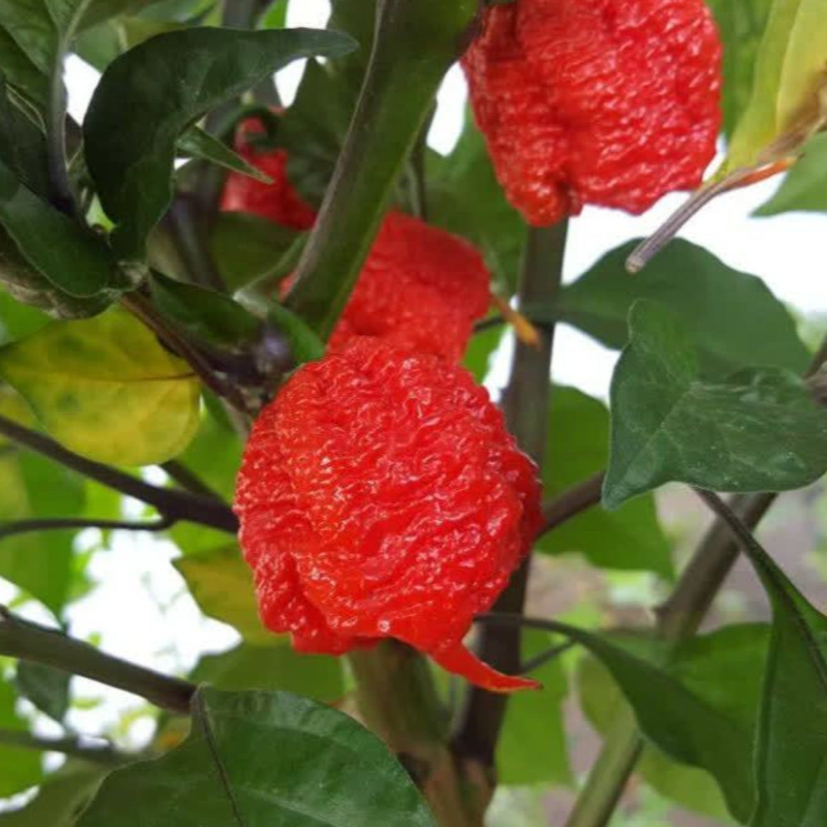 Carolina Reaper Extreme Hot Pepper Seeds by Papaws Garden Supply