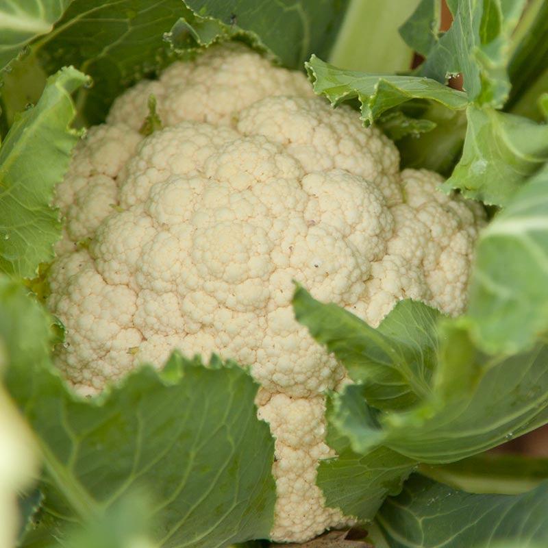 Snowball Cauliflower Seeds (Organic), Garden from Grow Organic