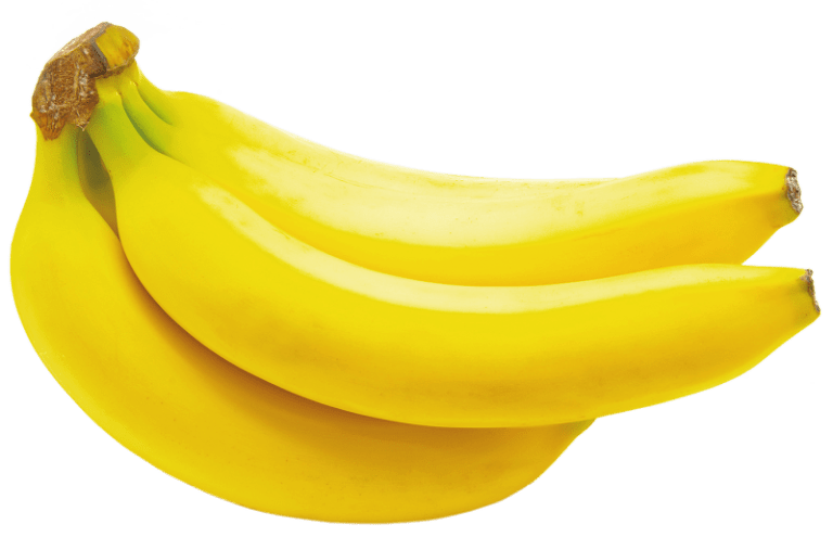 Cavendish Dwarf Banana Plant from Everglades Farm