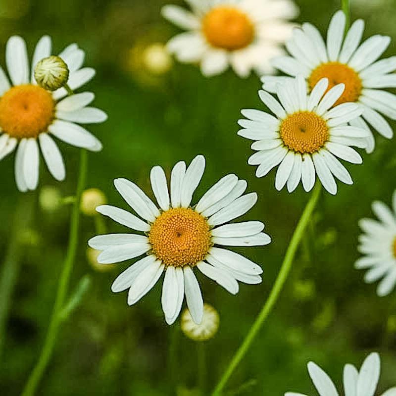 Chamomile Seeds (Organic), Garden from Grow Organic